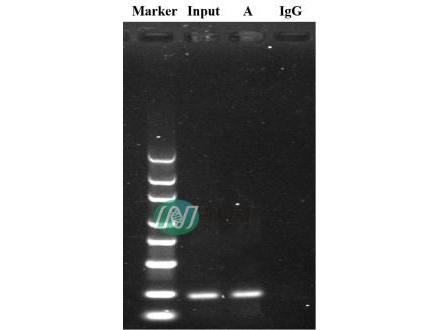 Chip/Chip-seq